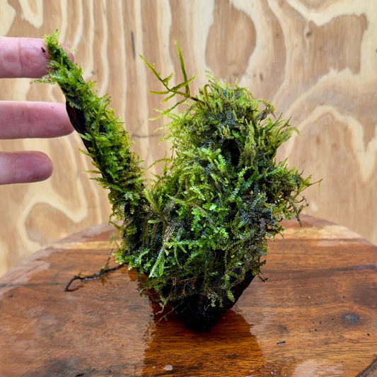 Scapeshop.com.au One Only Fontinalis Log - Small/Med (Java Moss) - One Only Fontinalis Log - Small/Medium (Java Moss) - One Only - Scapeshop Australia