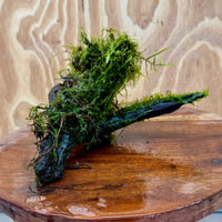 Scapeshop.com.au One Only Fontinalis Log - Small/Med (Java Moss) - One Only Fontinalis Log - Small/Medium (Java Moss) - One Only - Scapeshop Australia