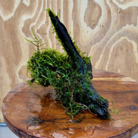 Scapeshop.com.au One Only Fontinalis Log - Small/Med (Java Moss) - One Only Fontinalis Log - Small/Medium (Java Moss) - One Only - Scapeshop Australia