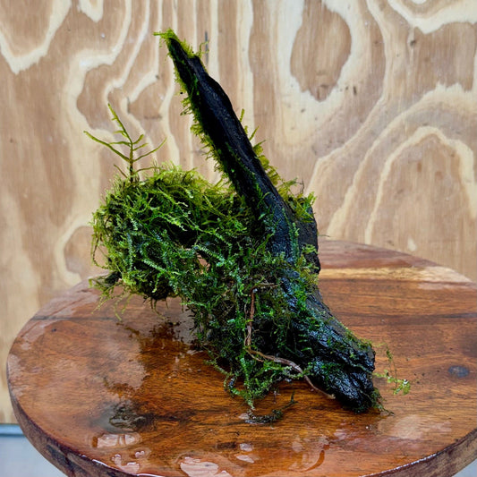 Scapeshop.com.au One Only Fontinalis Log - Small/Med (Java Moss) - One Only Fontinalis Log - Small/Medium (Java Moss) - One Only - Scapeshop Australia