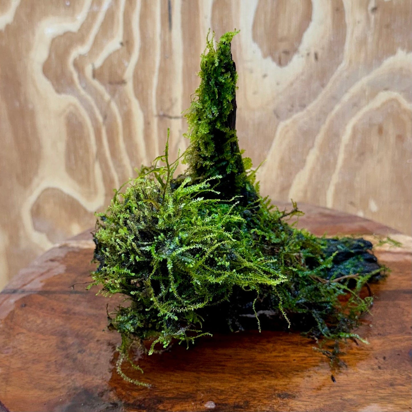 Scapeshop.com.au One Only Fontinalis Log - Small/Med (Java Moss) - One Only Fontinalis Log - Small/Medium (Java Moss) - One Only - Scapeshop Australia