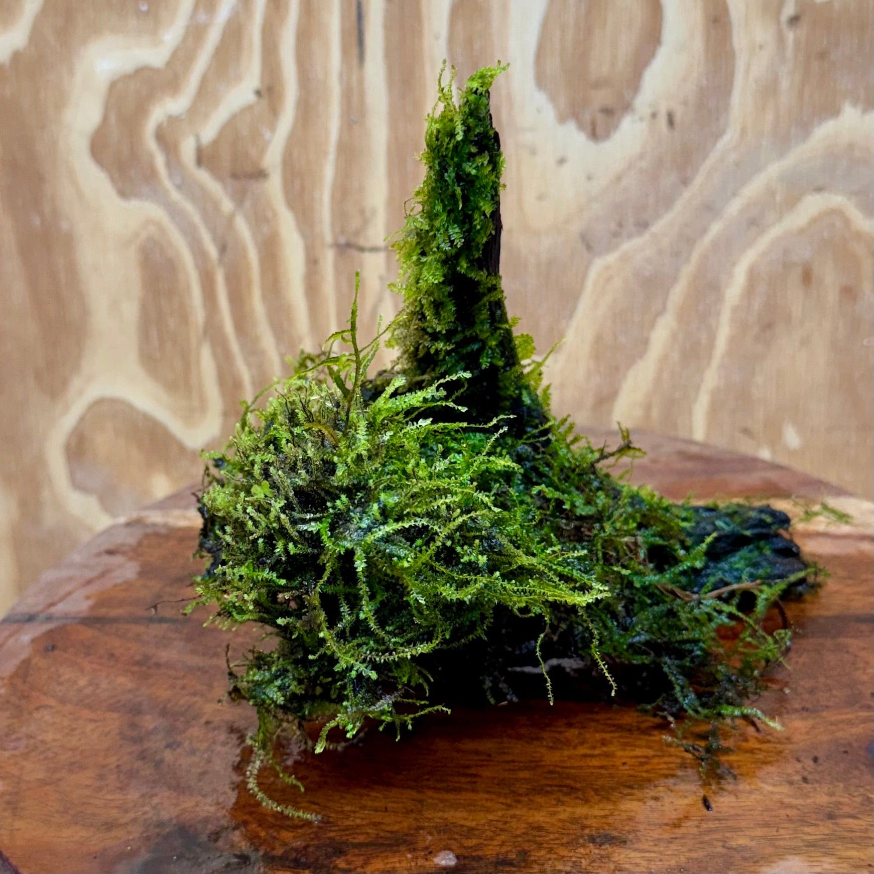 Scapeshop.com.au One Only Fontinalis Log - Small/Med (Java Moss) - One Only Fontinalis Log - Small/Medium (Java Moss) - One Only - Scapeshop Australia