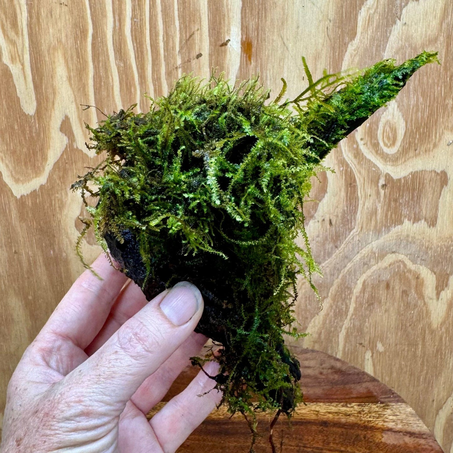 Scapeshop.com.au One Only Fontinalis Log - Small/Med (Java Moss) - One Only Fontinalis Log - Small/Medium (Java Moss) - One Only - Scapeshop Australia