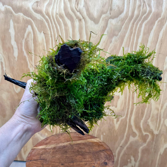 Scapeshop.com.au One Only Fontinalis Moss Log Extra-large Standing Tree Stump Driftwood - One Only Fontinalis Moss Log Extra-large Standing Tree Stump Driftwood One only