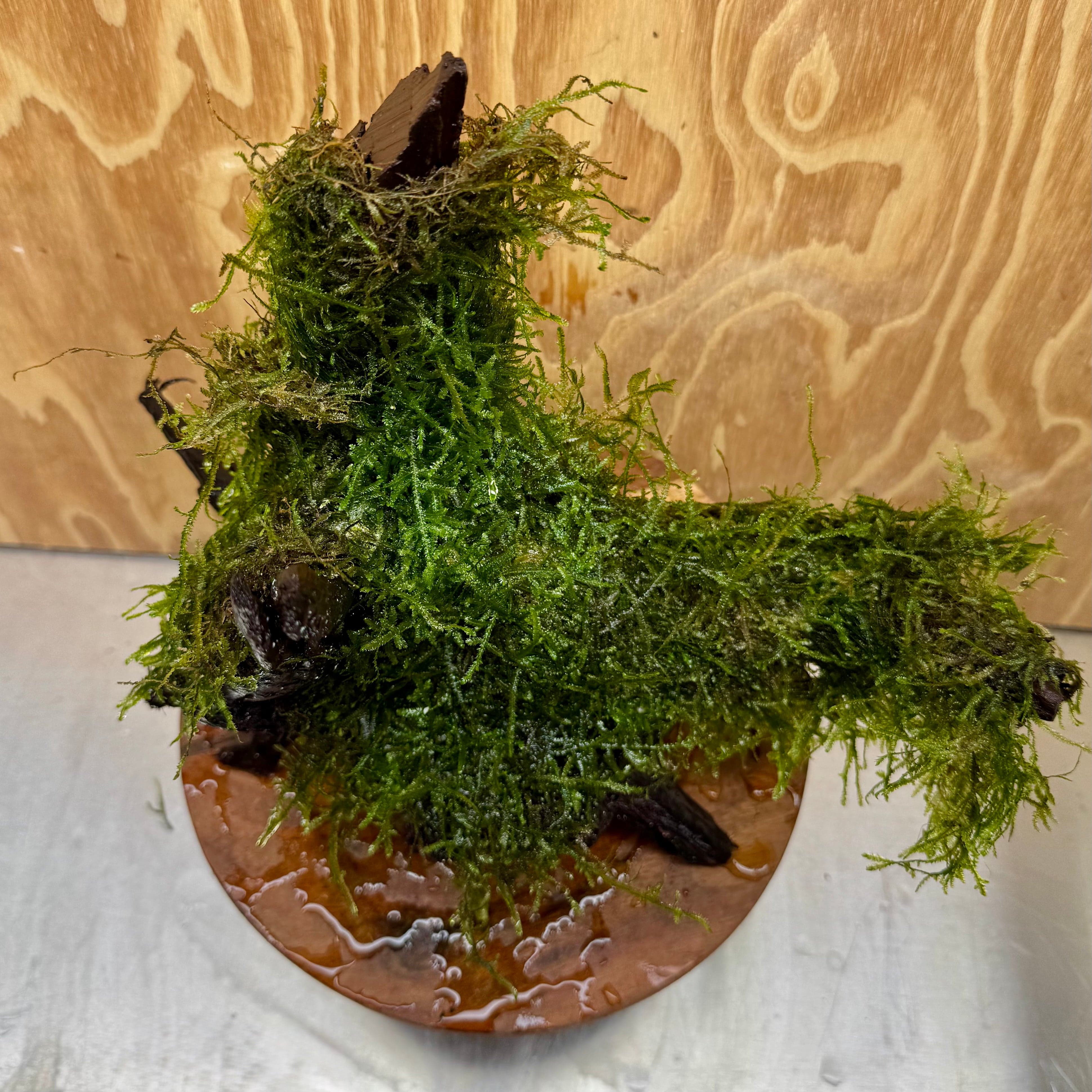 Scapeshop.com.au One Only Fontinalis Moss Log Extra-large Standing Tree Stump Driftwood - One Only Fontinalis Moss Log Extra-large Standing Tree Stump Driftwood One only