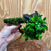 Scapeshop.com.au One Only Fontinalis & Petite Nana Anubias Driftwood Creation - One Only - Beautiful Fontinalis & Petite Nana Anubias Driftwood Creation - One Only - Beautiful