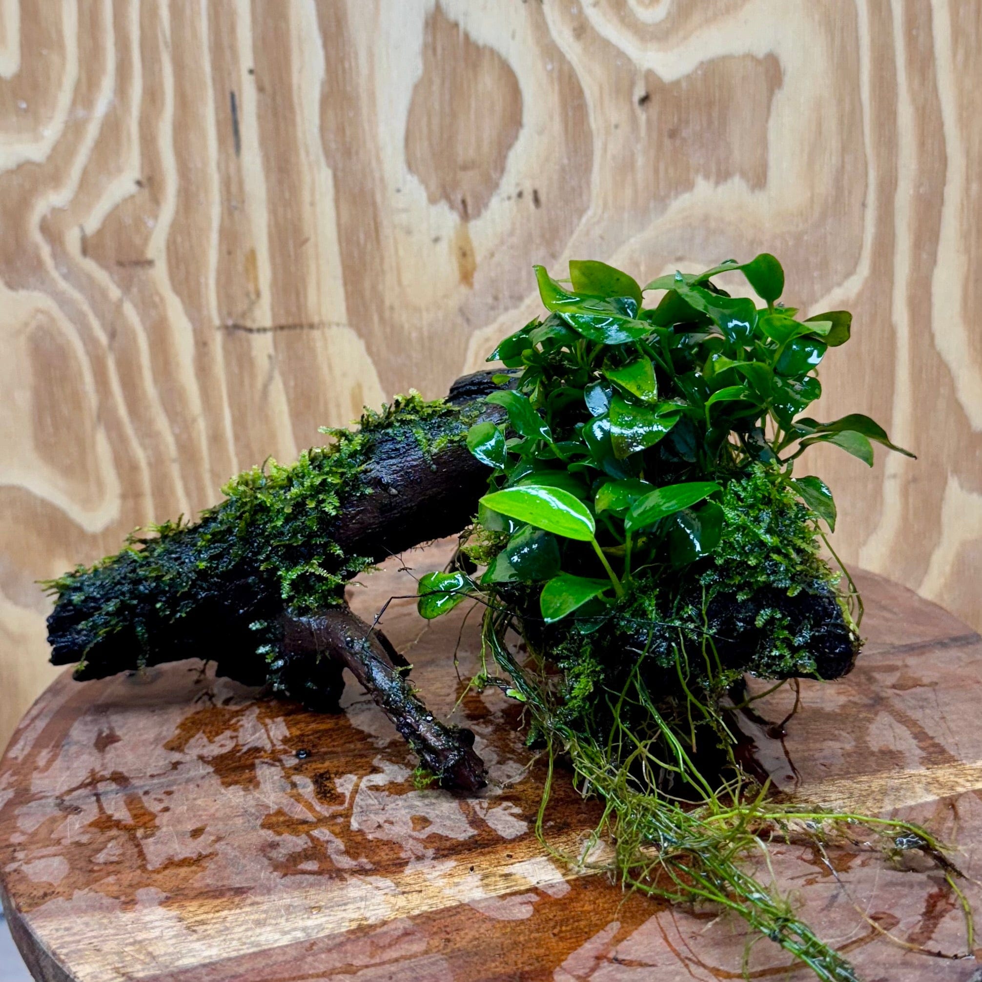 Scapeshop.com.au One Only Fontinalis & Petite Nana Anubias Driftwood Creation - One Only - Beautiful Fontinalis & Petite Nana Anubias Driftwood Creation - One Only - Beautiful