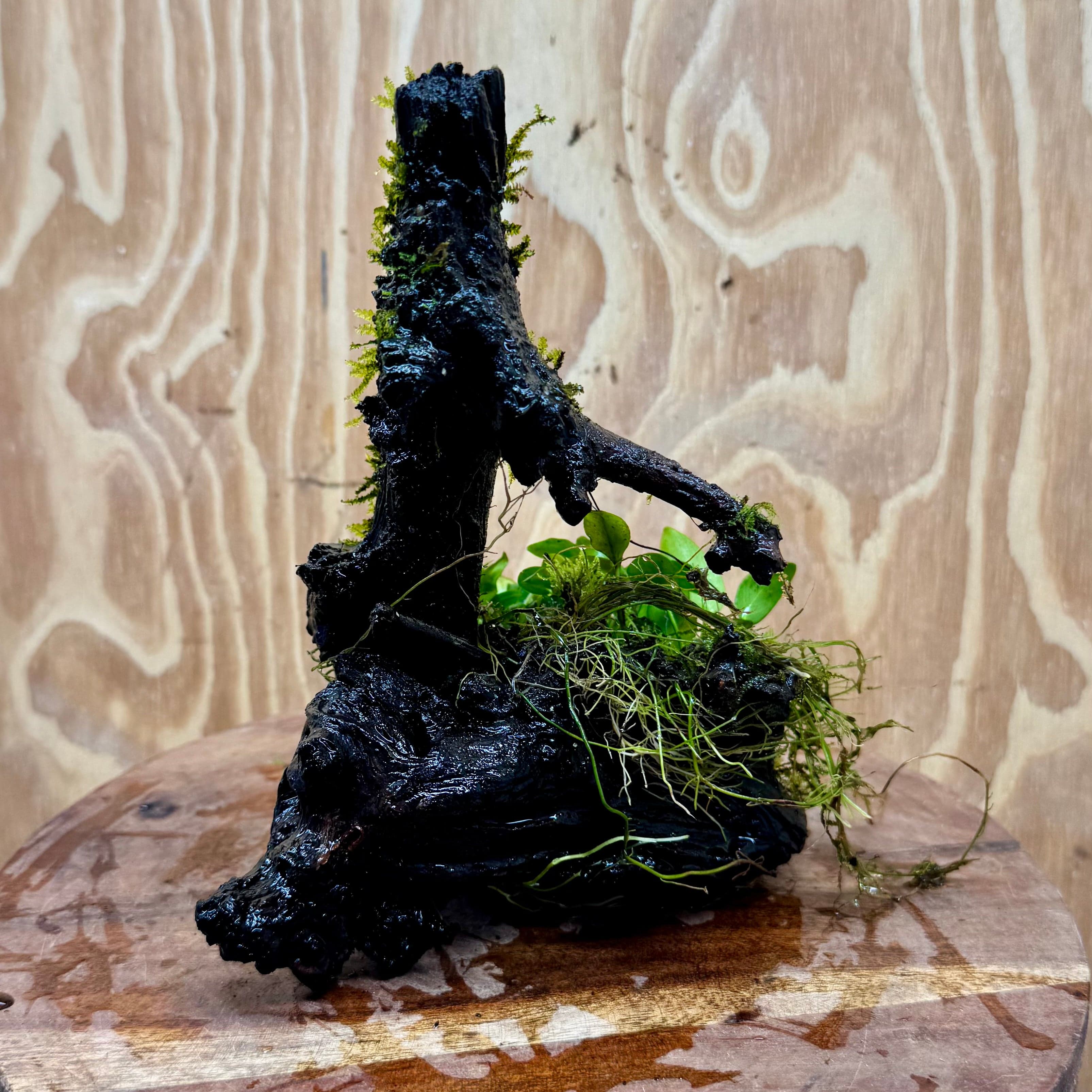 Scapeshop.com.au One Only Fontinalis & Petite Nana Anubias Driftwood Creation - One Only - Beautiful Fontinalis & Petite Nana Anubias Driftwood Creation - One Only - Beautiful