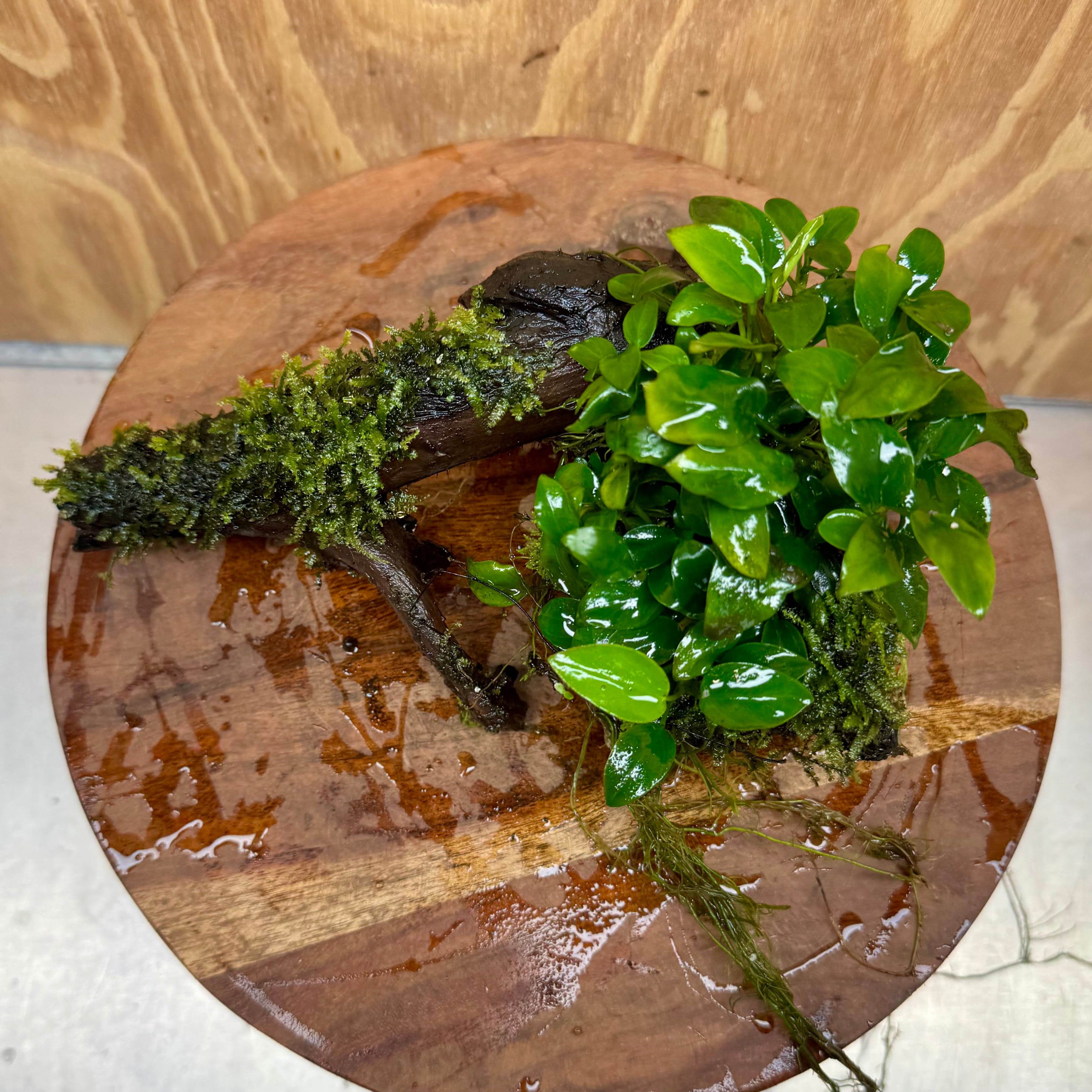 Scapeshop.com.au One Only Fontinalis & Petite Nana Anubias Driftwood Creation - One Only - Beautiful Fontinalis & Petite Nana Anubias Driftwood Creation - One Only - Beautiful