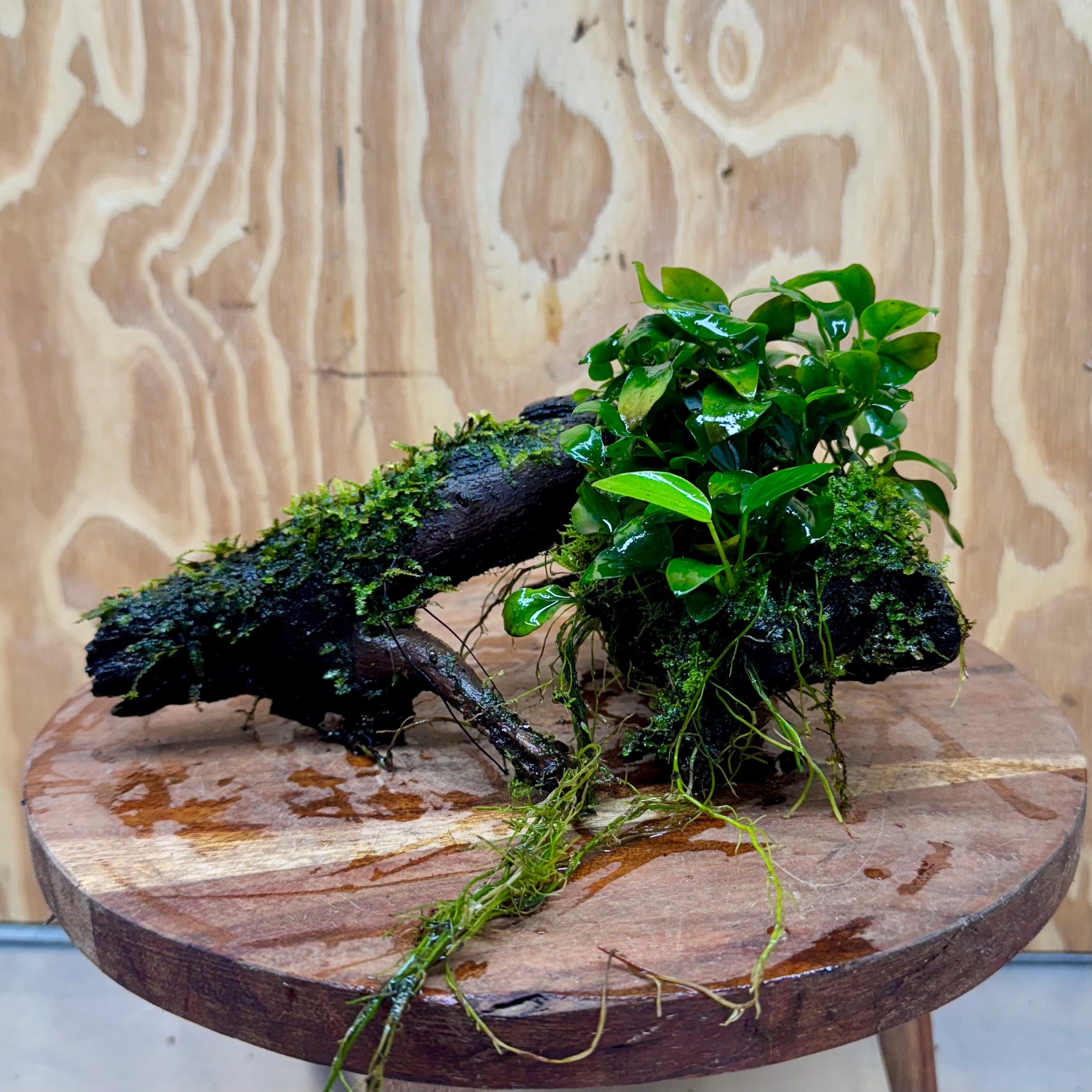 Scapeshop.com.au One Only Fontinalis & Petite Nana Anubias Driftwood Creation - One Only - Beautiful Fontinalis & Petite Nana Anubias Driftwood Creation - One Only - Beautiful