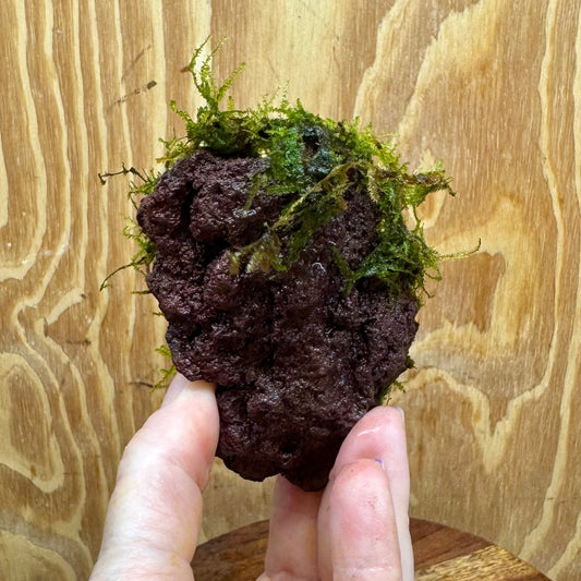 Pisces Enterprises One Only Fontinalis Rock Lava Creation (Java Moss) - One Only Fontinalis Rock Lava Creation (Java Moss) - One Only