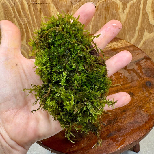 Pisces Enterprises One Only Fontinalis Rock Lava Creation (Java Moss) - One Only Fontinalis Rock Lava Creation (Java Moss) - One Only