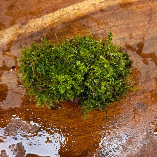 Pisces Enterprises One Only Fontinalis Rock Lava Creation (Java Moss) - One Only Fontinalis Rock Lava Creation (Java Moss) - One Only