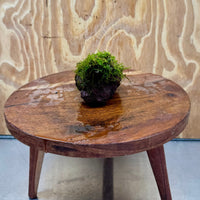 Pisces Enterprises One Only Fontinalis Rock Lava Creation (Java Moss) - One Only Fontinalis Rock Lava Creation (Java Moss) - One Only