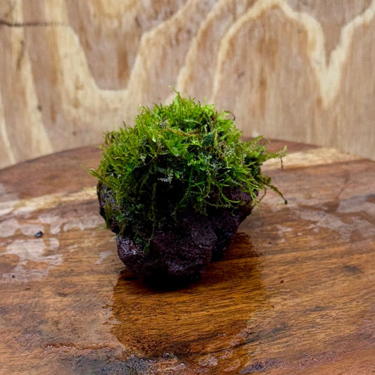 Pisces Enterprises One Only Fontinalis Rock Lava Creation (Java Moss) - One Only Fontinalis Rock Lava Creation (Java Moss) - One Only
