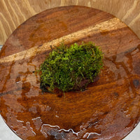 Pisces Enterprises One Only Fontinalis Rock Lava Creation (Java Moss) - One Only Fontinalis Rock Lava Creation (Java Moss) - One Only