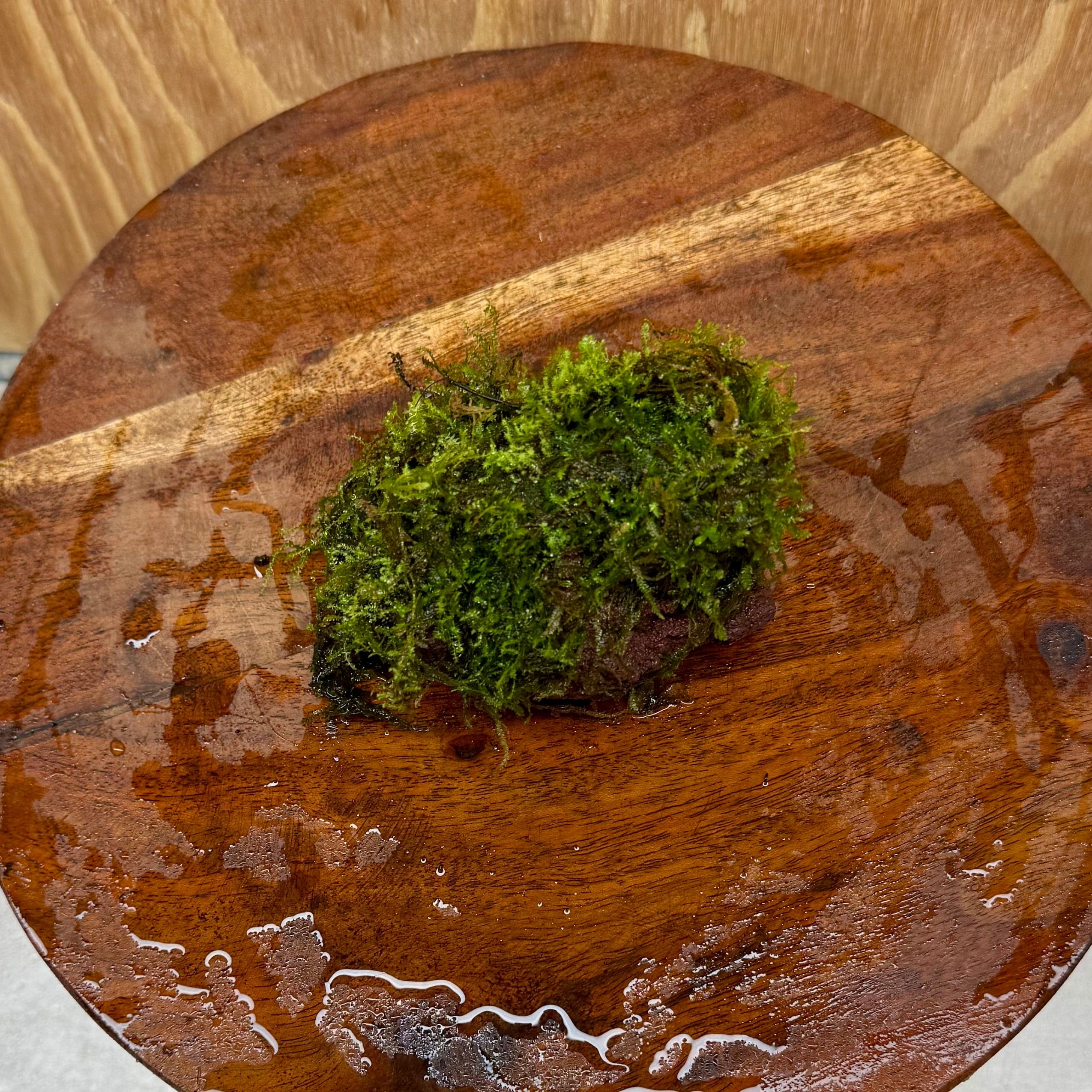 Pisces Enterprises One Only Fontinalis Rock Lava Creation (Java Moss) - One Only Fontinalis Rock Lava Creation (Java Moss) - One Only