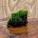 Pisces Enterprises One Only Fontinalis Rock Lava Creation (Java Moss) - One Only Fontinalis Rock Lava Creation (Java Moss) - One Only