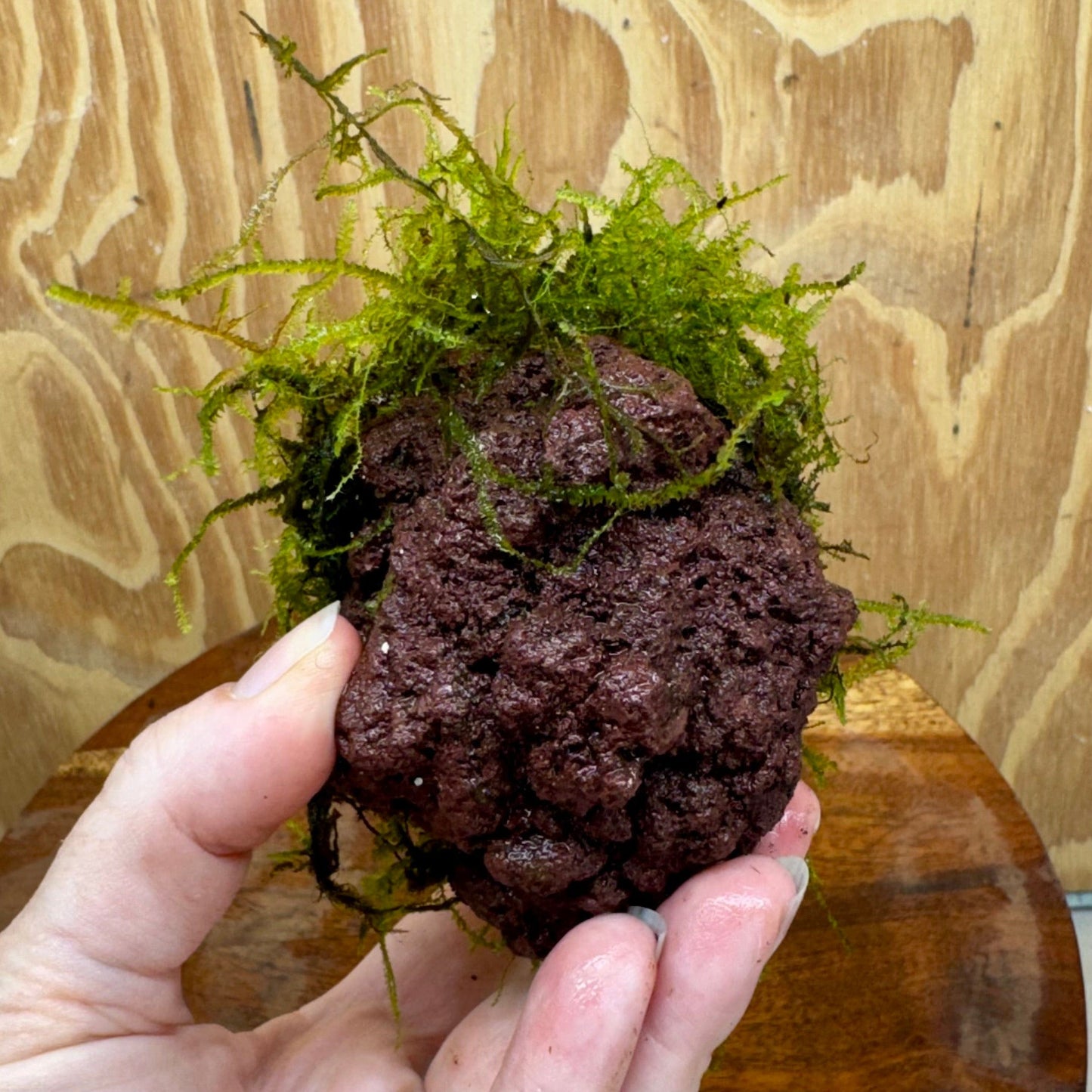 Pisces Enterprises One Only Fontinalis Rock Lava Creation (Java Moss) - One Only - Duncan Fontinalis Rock Lava Creation (Java Moss) - One Only - Duncan