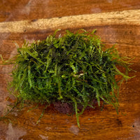 Pisces Enterprises One Only Fontinalis Rock Lava Creation (Java Moss) - One Only - Duncan Fontinalis Rock Lava Creation (Java Moss) - One Only - Duncan