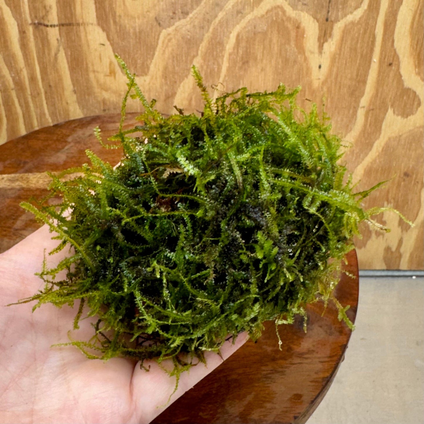 Pisces Enterprises One Only Fontinalis Rock Lava Creation (Java Moss) - One Only - Duncan Fontinalis Rock Lava Creation (Java Moss) - One Only - Duncan