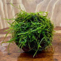 Pisces Enterprises One Only Fontinalis Rock Lava Creation (Java Moss) - One Only - Duncan Fontinalis Rock Lava Creation (Java Moss) - One Only - Duncan