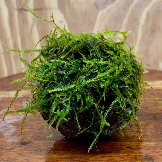 Pisces Enterprises One Only Fontinalis Rock Lava Creation (Java Moss) - One Only - Duncan Fontinalis Rock Lava Creation (Java Moss) - One Only - Duncan