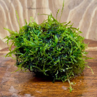 Pisces Enterprises One Only Fontinalis Rock Lava Creation (Java Moss) - One Only - Duncan Fontinalis Rock Lava Creation (Java Moss) - One Only - Duncan