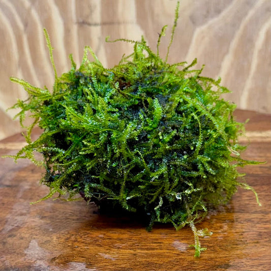 Pisces Enterprises One Only Fontinalis Rock Lava Creation (Java Moss) - One Only - Duncan Fontinalis Rock Lava Creation (Java Moss) - One Only - Duncan