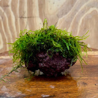 Pisces Enterprises One Only Fontinalis Rock Lava Creation (Java Moss) - One Only - Duncan Fontinalis Rock Lava Creation (Java Moss) - One Only - Duncan