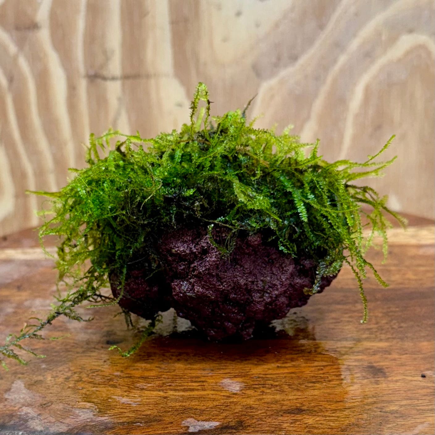 Pisces Enterprises One Only Fontinalis Rock Lava Creation (Java Moss) - One Only - Duncan Fontinalis Rock Lava Creation (Java Moss) - One Only - Duncan