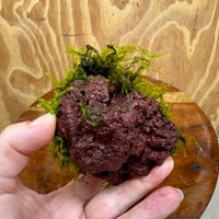 Pisces Enterprises One Only Fontinalis Rock Lava Creation (Java Moss) - One Only - Herman Fontinalis Rock Lava Creation (Java Moss) - One Only - Herman