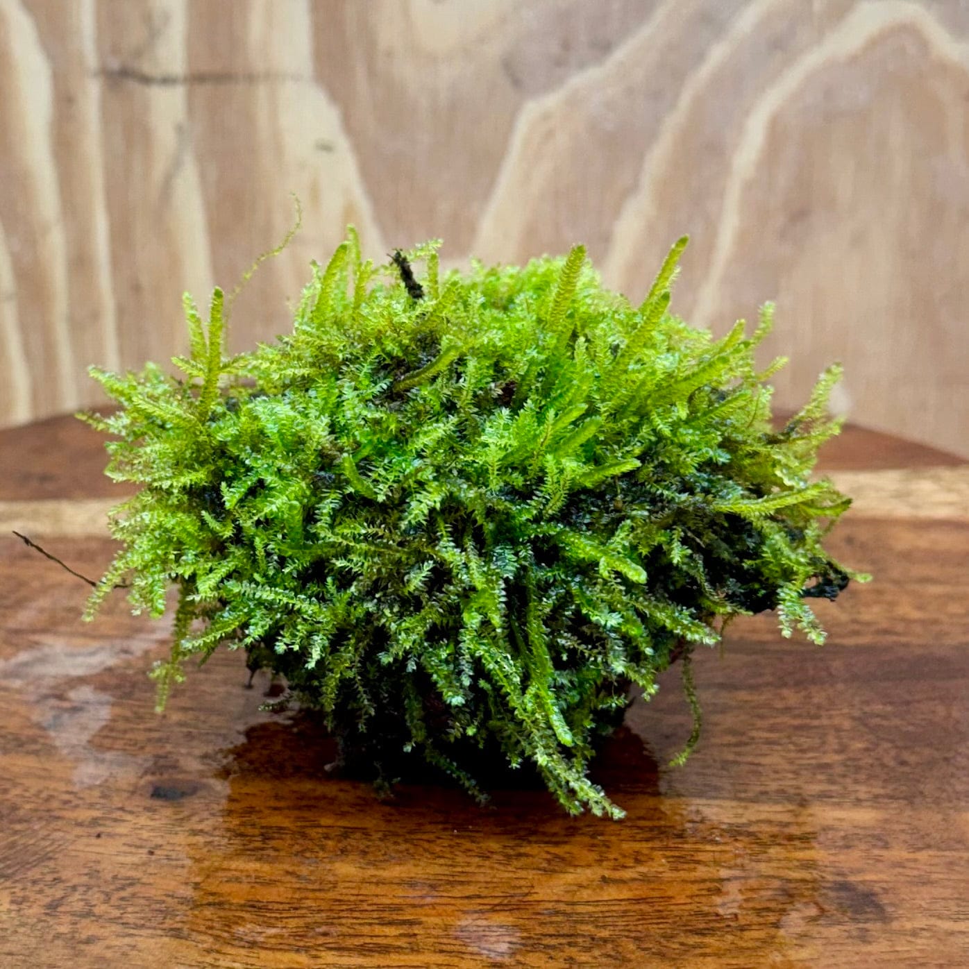 Pisces Enterprises One Only Fontinalis Rock Lava Creation (Java Moss) - One Only - Herman Fontinalis Rock Lava Creation (Java Moss) - One Only - Herman