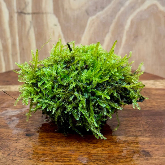 Pisces Enterprises One Only Fontinalis Rock Lava Creation (Java Moss) - One Only - Herman Fontinalis Rock Lava Creation (Java Moss) - One Only - Herman