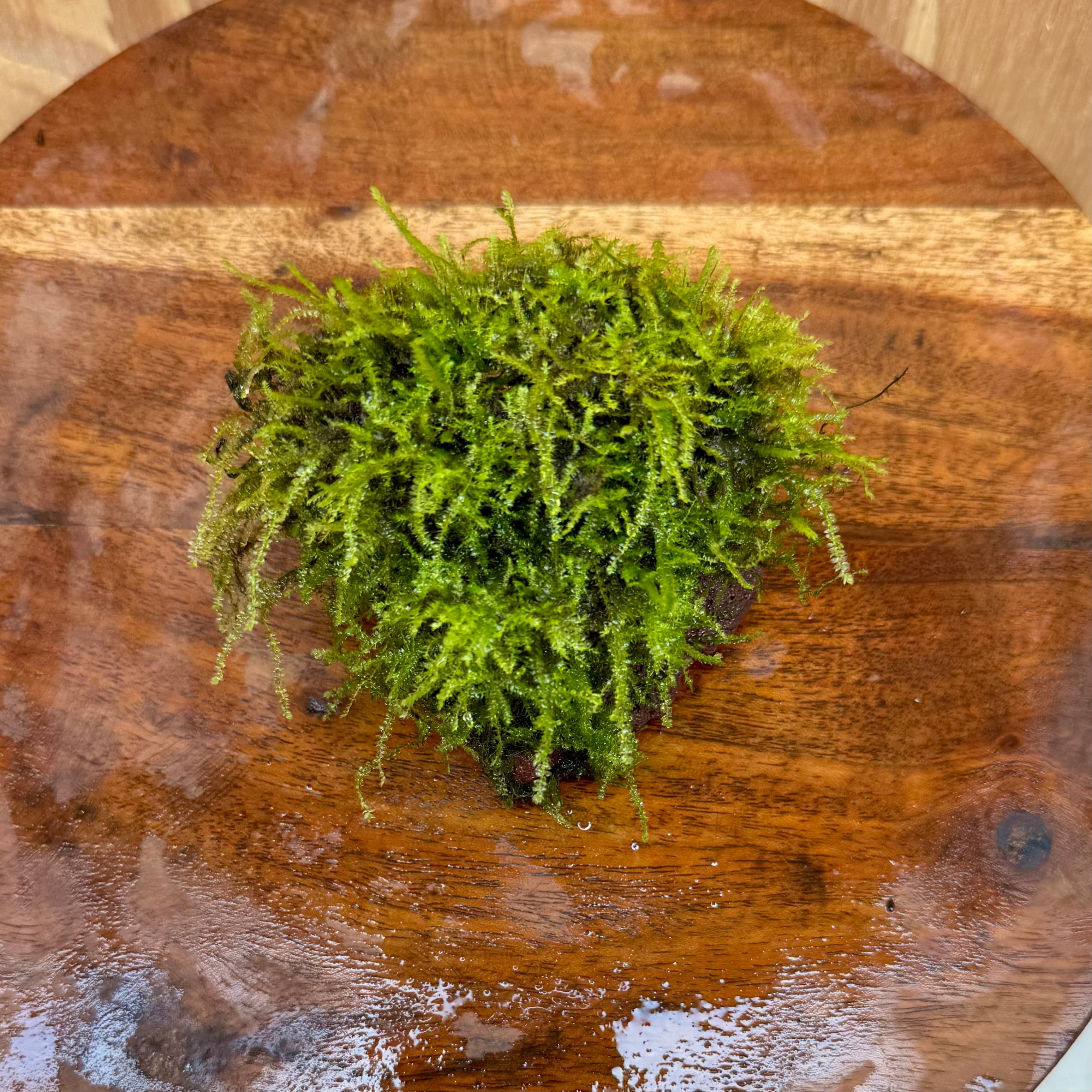 Pisces Enterprises One Only Fontinalis Rock Lava Creation (Java Moss) - One Only - Herman Fontinalis Rock Lava Creation (Java Moss) - One Only - Herman