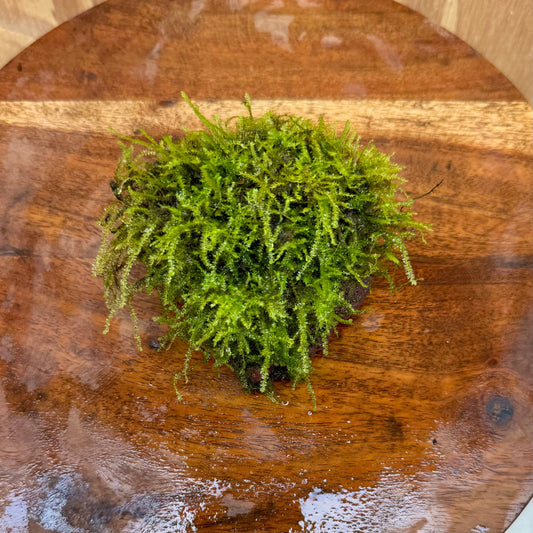 Pisces Enterprises One Only Fontinalis Rock Lava Creation (Java Moss) - One Only - Herman Fontinalis Rock Lava Creation (Java Moss) - One Only - Herman