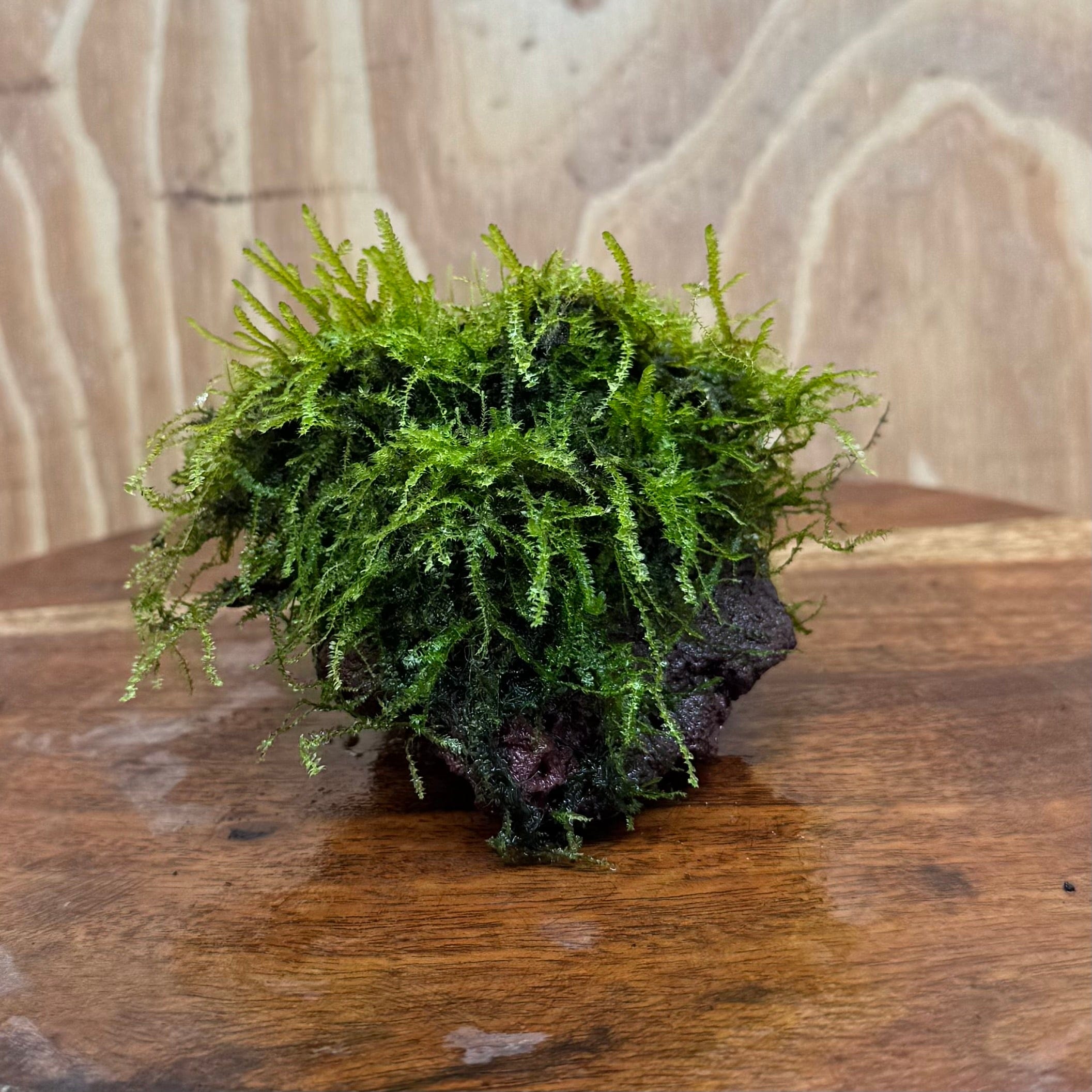 Pisces Enterprises One Only Fontinalis Rock Lava Creation (Java Moss) - One Only - Herman Fontinalis Rock Lava Creation (Java Moss) - One Only - Herman