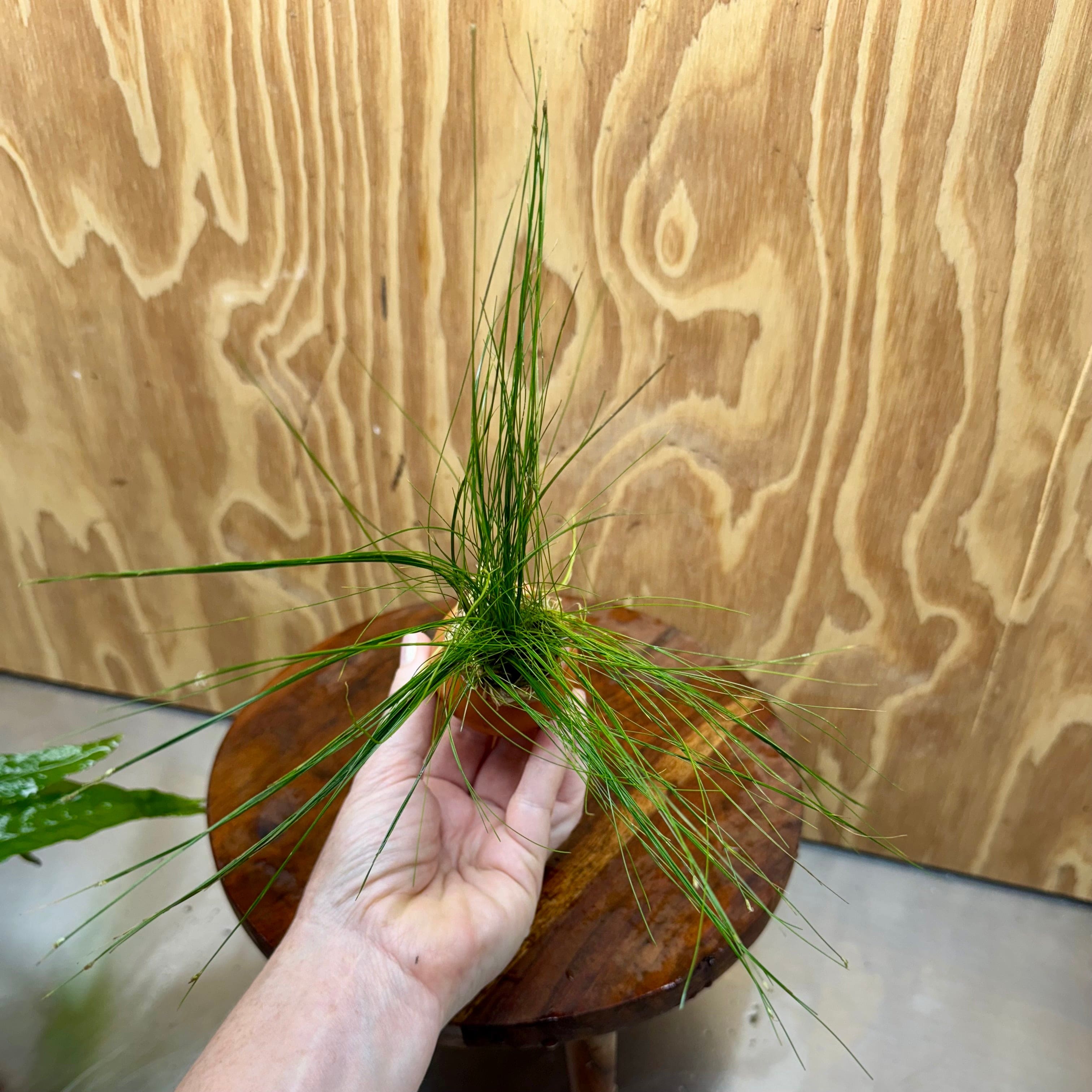 Pisces Enterprises One Only Hairgrass Vase Urn - One Only Hairgrass Vase Urn - One Only