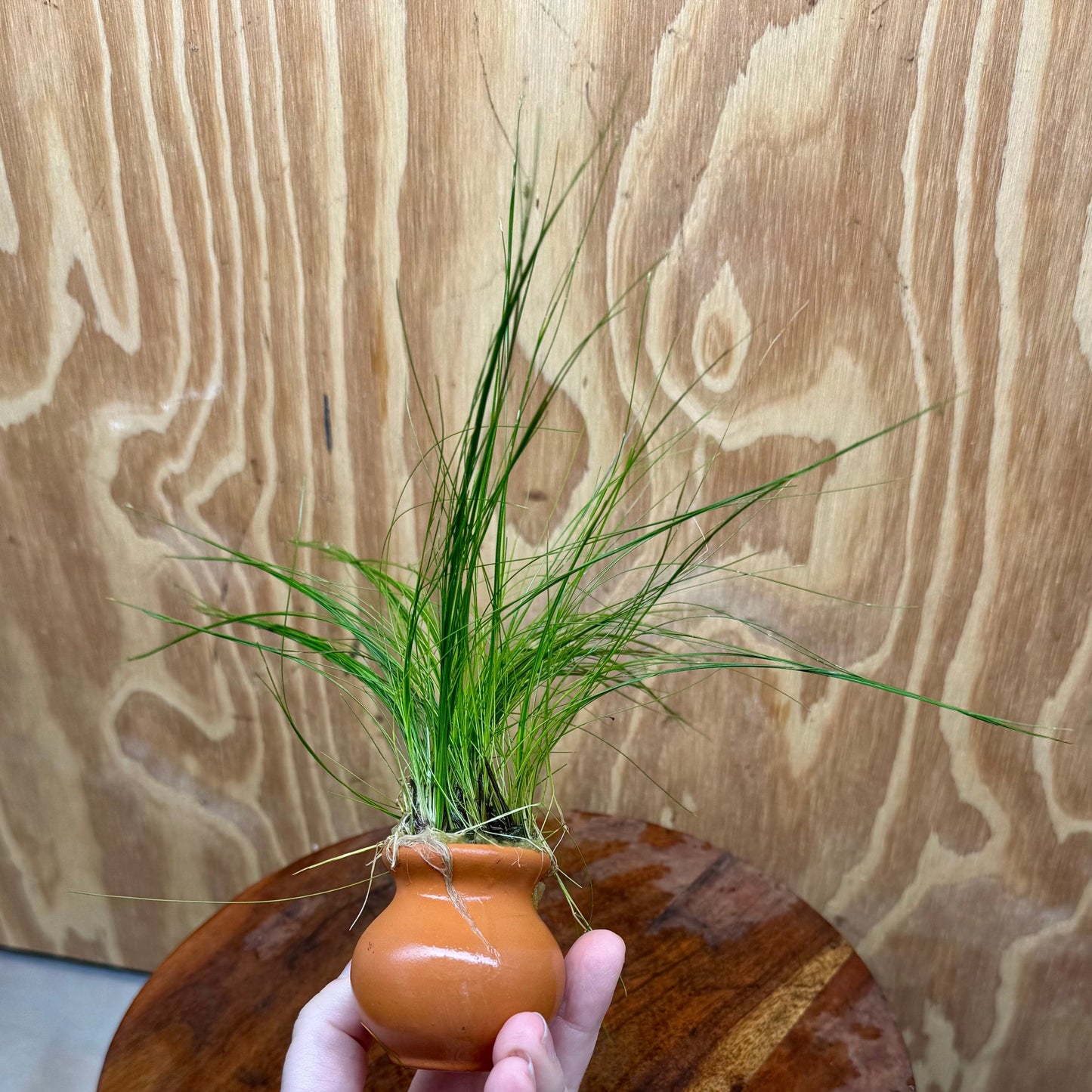 Pisces Enterprises One Only Hairgrass Vase Urn - One Only Hairgrass Vase Urn - One Only