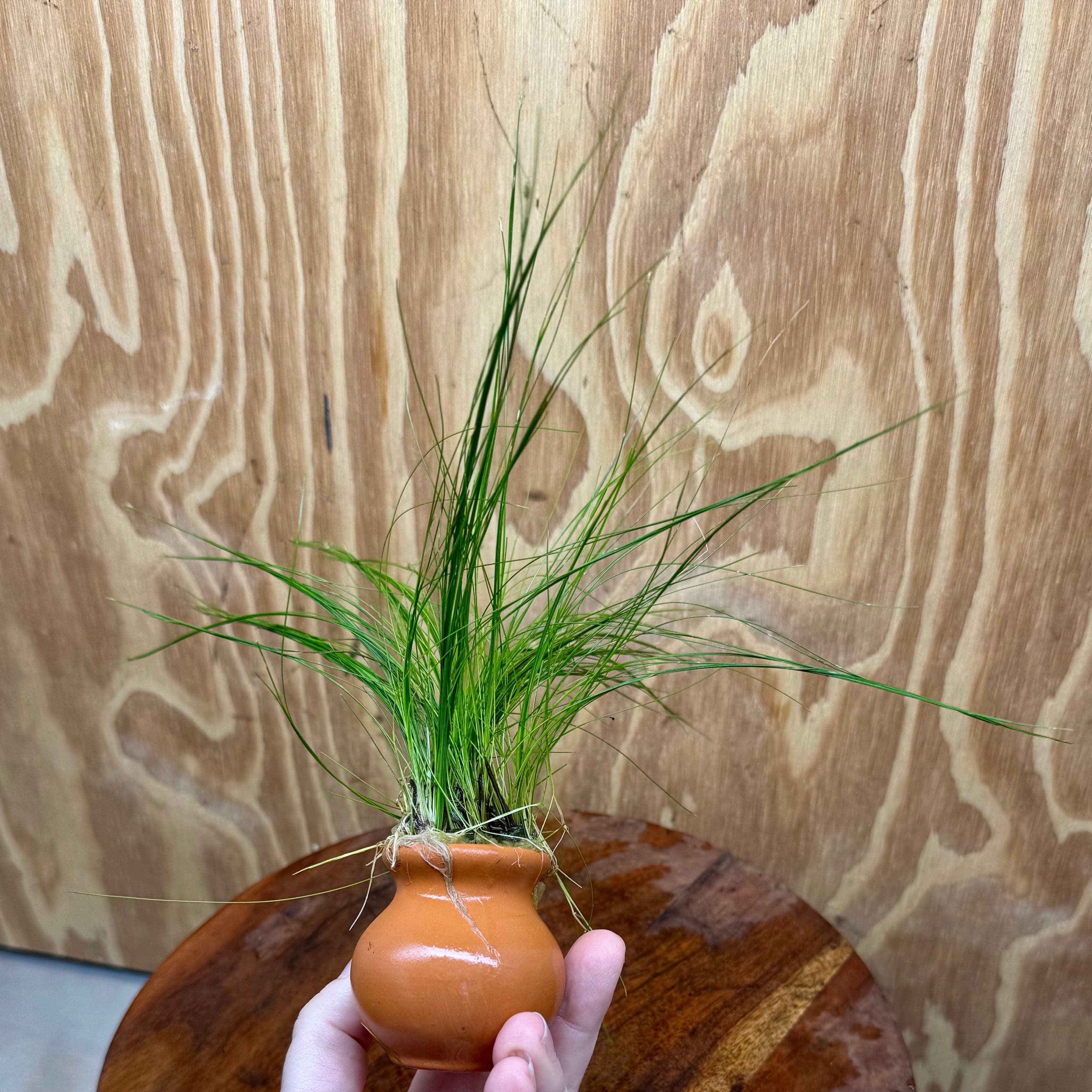 Pisces Enterprises One Only Hairgrass Vase Urn - One Only Hairgrass Vase Urn - One Only