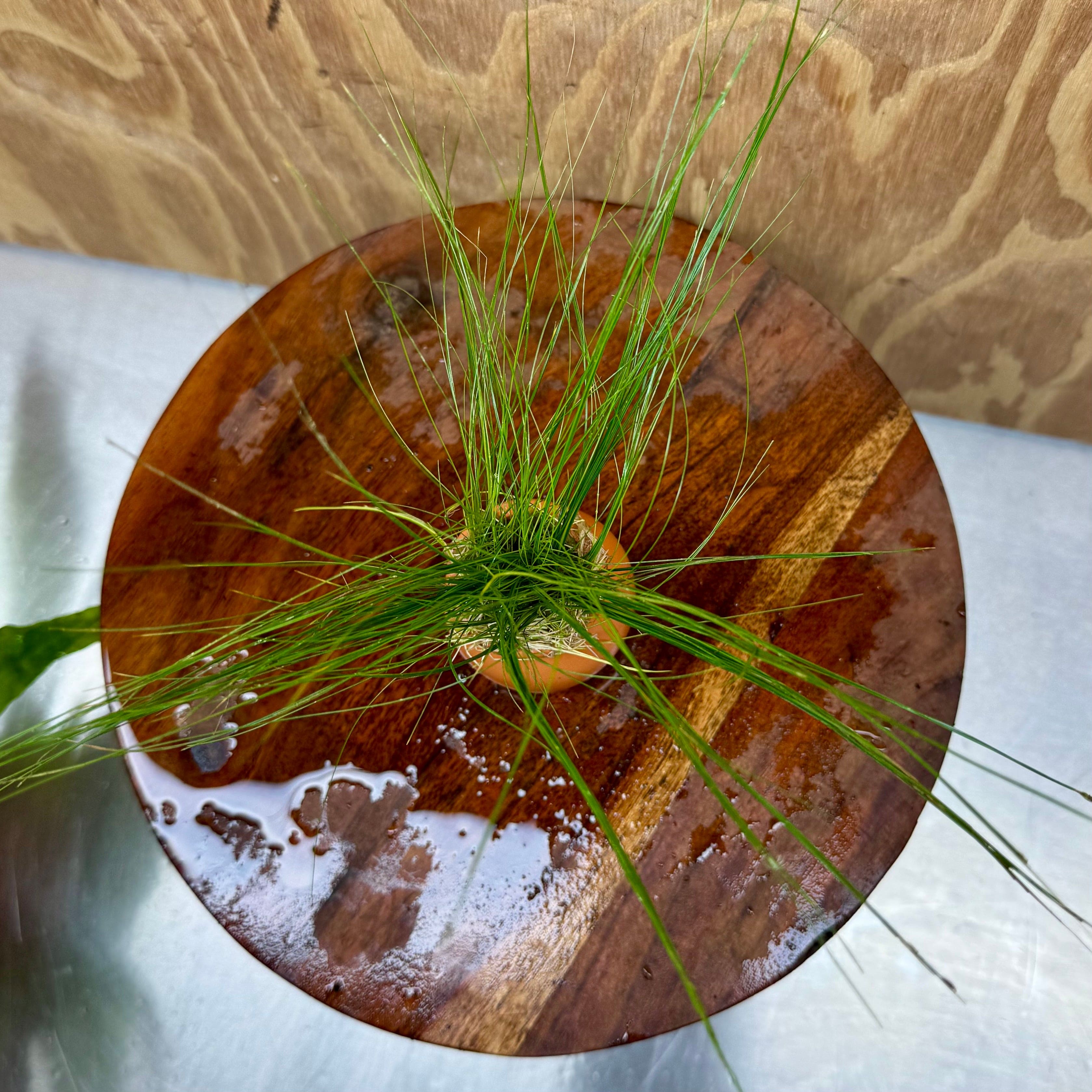 Pisces Enterprises One Only Hairgrass Vase Urn - One Only Hairgrass Vase Urn - One Only