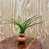 Pisces Enterprises One Only Hairgrass Vase Urn - One Only Hairgrass Vase Urn - One Only