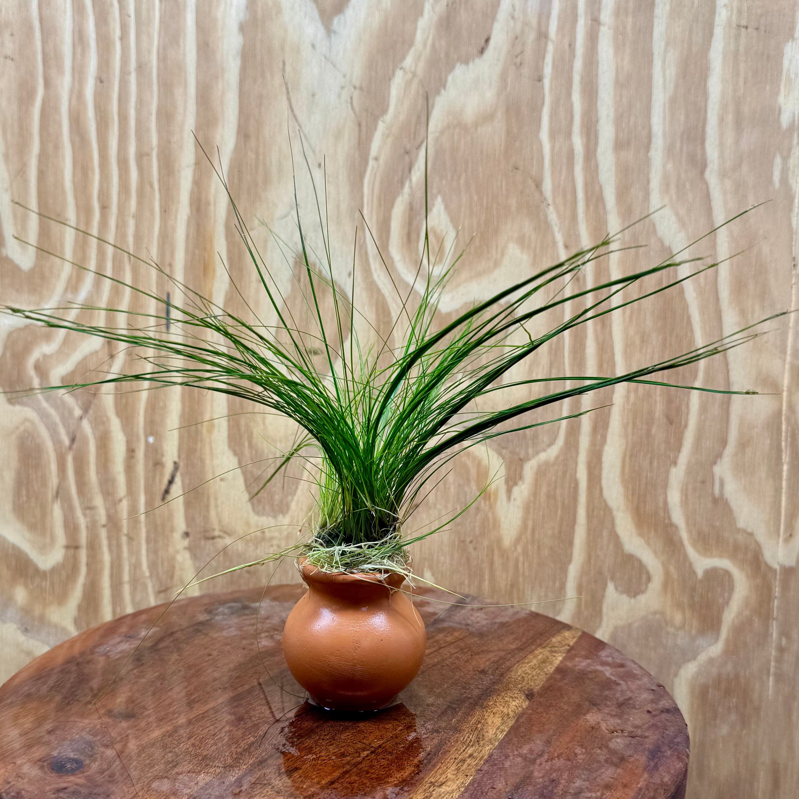 Pisces Enterprises One Only Hairgrass Vase Urn - One Only Hairgrass Vase Urn - One Only