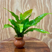 Scapeshop.com.au One Only Indo Micro (Java Fern) Vase Urn - One Only Indo Micro - Java Fern Vase Urn One Only - Aquarium Plants Scapeshop Australia
