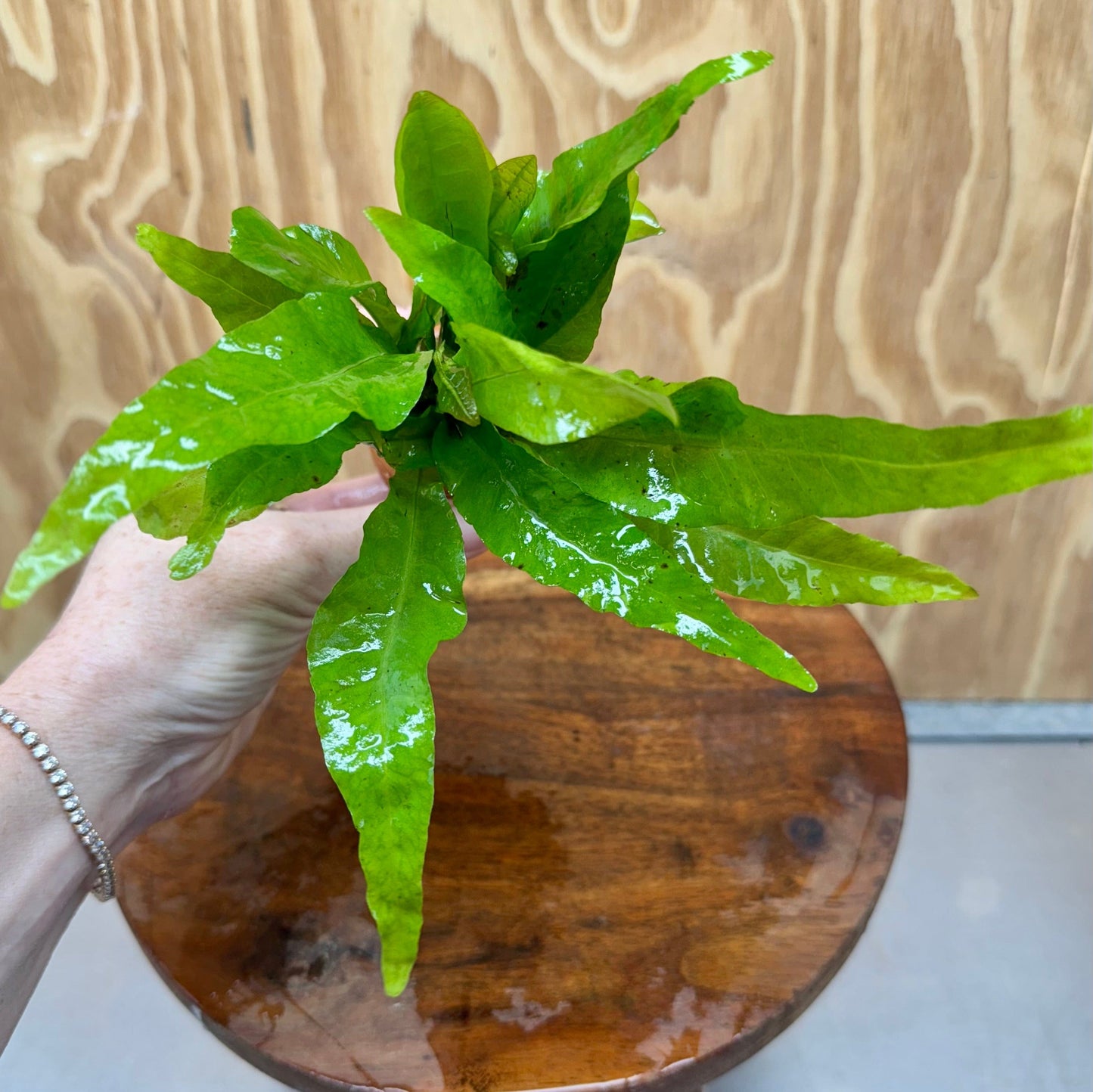 Scapeshop.com.au One Only Indo Micro (Java Fern) Vase Urn - One Only Indo Micro - Java Fern Vase Urn One Only - Aquarium Plants Scapeshop Australia