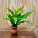 Scapeshop.com.au One Only Indo Micro (Java Fern) Vase Urn - One Only Indo Micro - Java Fern Vase Urn One Only - Aquarium Plants Scapeshop Australia