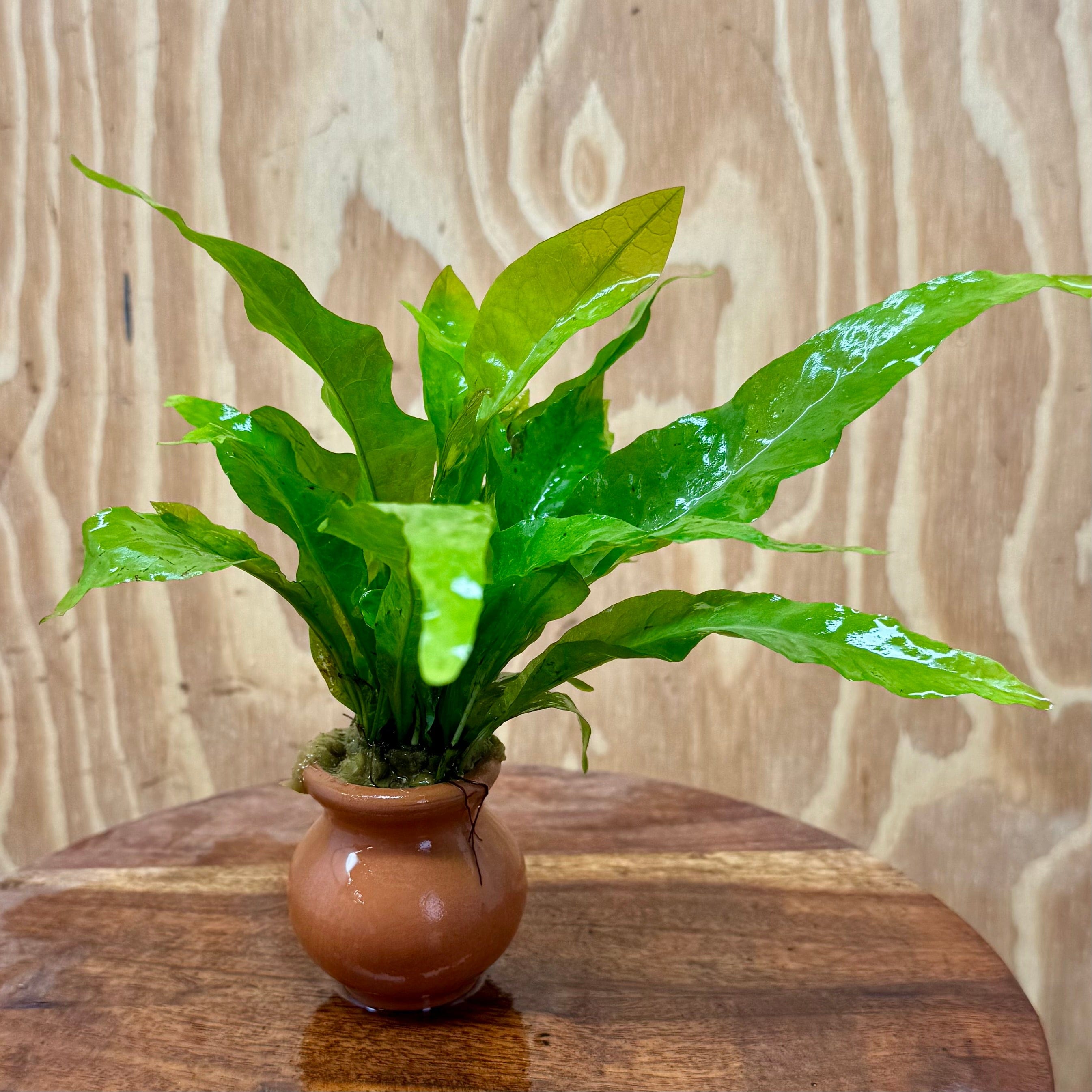 Java Fern Indo Indo Micro Java Fern Terracotta Vase - Aquarium Plants Scapeshop Aust ...