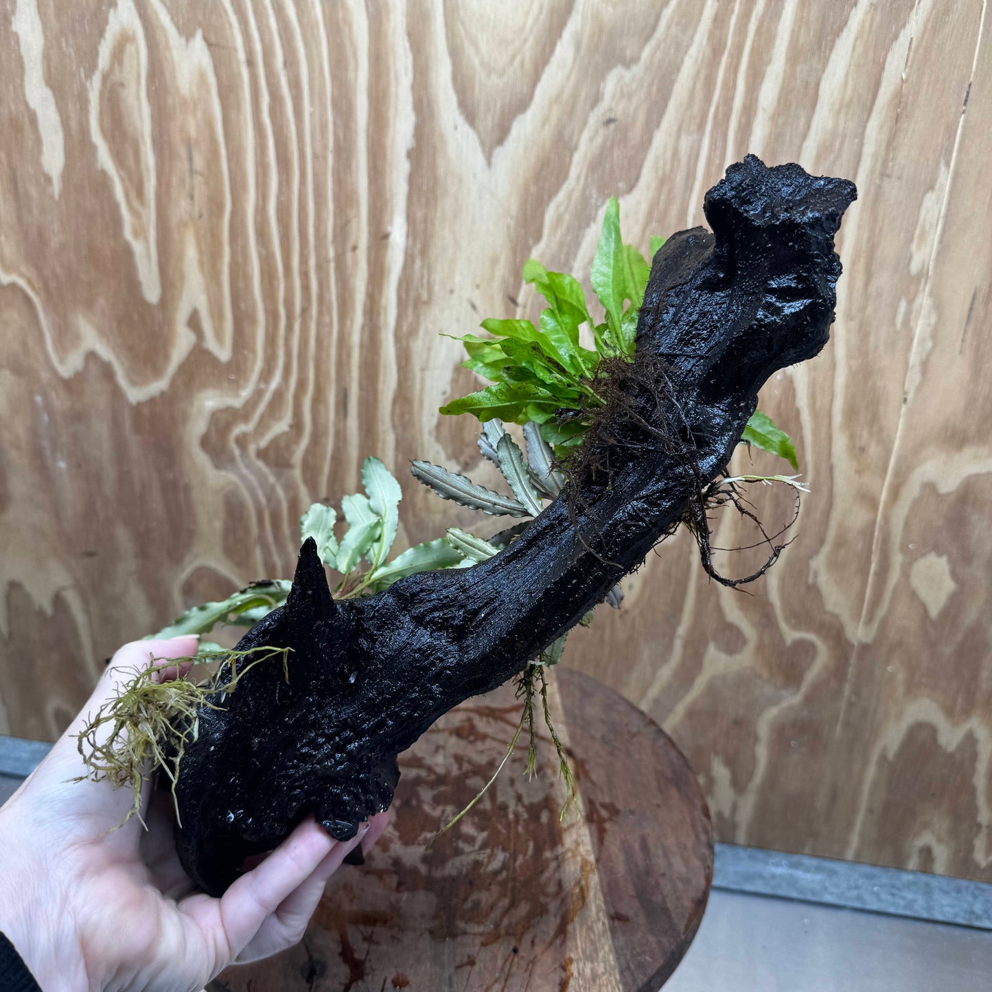 Scapeshop.com.au One Only Indo Microsorum (Java Fern) plus Double Bucephalandra Driftwood Creation - One Only - Inspire Indo Microsorum (Java Fern) plus Double Bucephalandra Driftwood Creation - One Only - Inspire