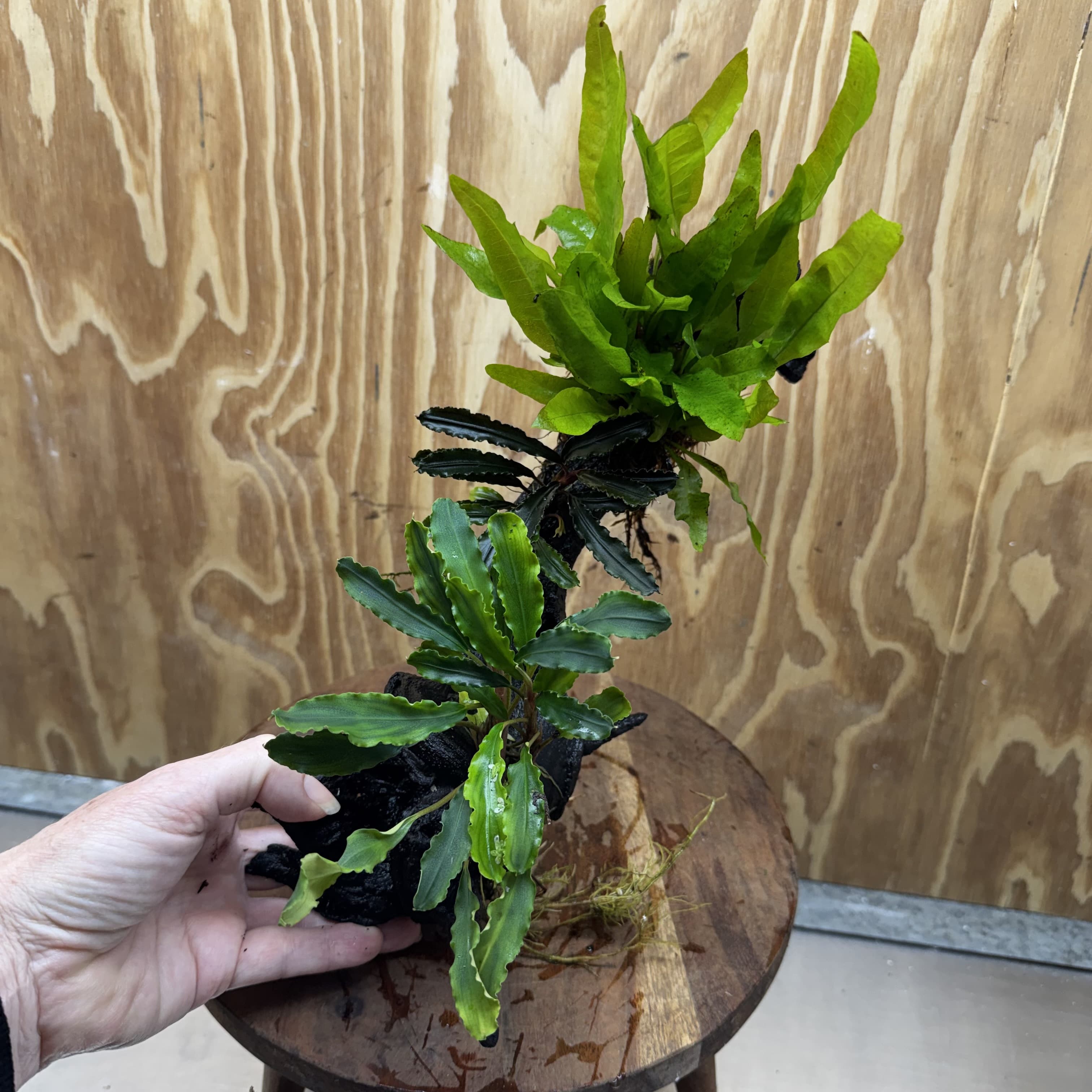 Scapeshop.com.au One Only Indo Microsorum (Java Fern) plus Double Bucephalandra Driftwood Creation - One Only - Inspire Indo Microsorum (Java Fern) plus Double Bucephalandra Driftwood Creation - One Only - Inspire