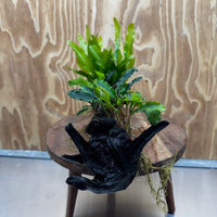 Scapeshop.com.au One Only Indo Microsorum (Java Fern) plus Double Bucephalandra Driftwood Creation - One Only - Inspire Indo Microsorum (Java Fern) plus Double Bucephalandra Driftwood Creation - One Only - Inspire